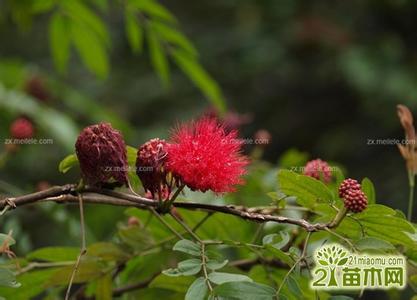 合欢花的功效与作用 合欢花的功效与作用,合欢花图片欣赏