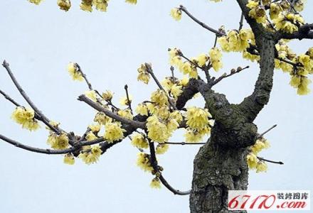 腊梅花什么时候开 腊梅花花季是何时？腊梅花什么时候开？