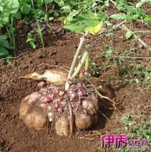 天山雪莲果功效与作用 天山雪莲果怎么吃，天山雪莲的功效与作用