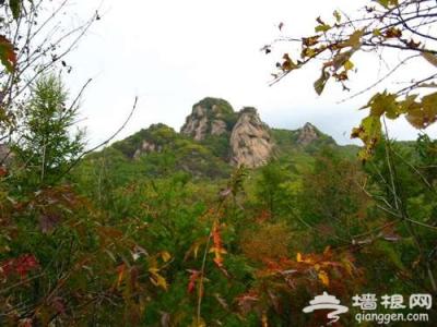 鸡冠山 鸡冠山-简介，鸡冠山-园内林