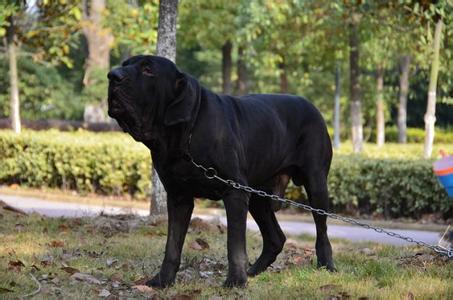 护卫犬 护卫犬-护卫犬特征，护卫犬-生活习性