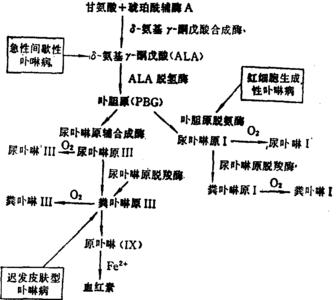 卟啉病 卟啉病-研究历史，卟啉病-发病原因