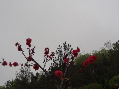 红花雨 红花雨 红花雨-简介，红花雨-相关