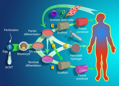 生物医用高分子材料 生物医用高分子材料-图书信息，生物医用高分