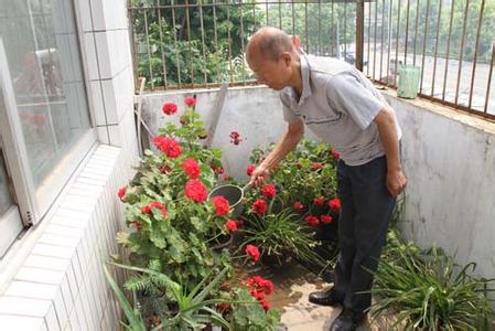 养花 生活情趣  养花 生活情趣 -技巧一，养花 生活情趣 -技巧二