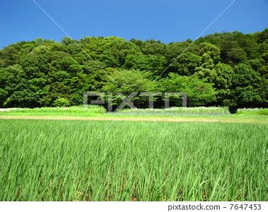 敏蒂的绿色农场 《敏蒂的绿色农场》 《敏蒂的绿色农场》-基本资料，《敏蒂的绿色