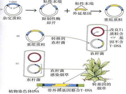 纪委力量整合机制办法 T-DNA T-DNA-整合机制