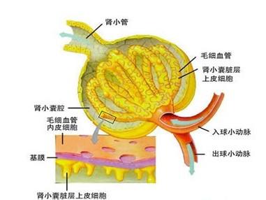 高尿酸血症 高尿酸血症-疾病概述，高尿酸血症-病因介绍