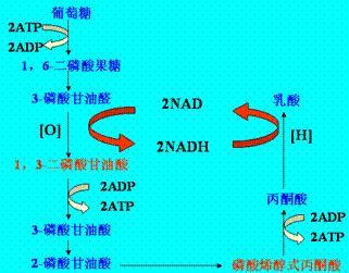 广西自治区糖业办简介 二糖 二糖-简介，二糖-例如