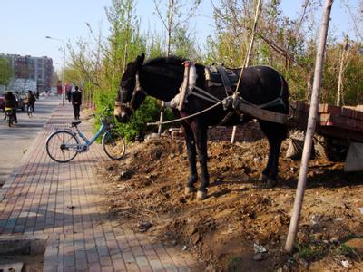 农村骡子拉车图片 骡子车