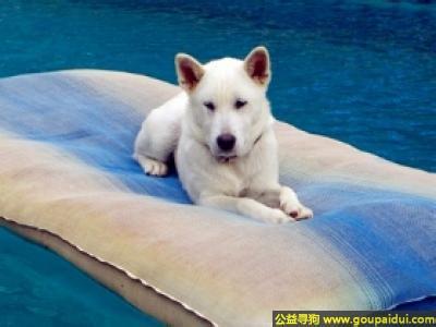 纪州犬 纪州犬-基本信息，纪州犬-特征