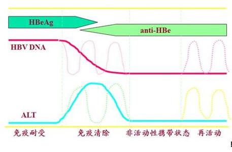 小三阳 小三阳-疾病介绍，小三阳-发病机制