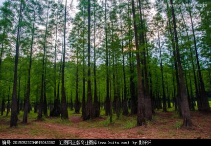 万亩水杉林 万亩水杉林-简介，万亩水杉林-历史