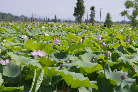 江西省萍乡市莲花县 萍乡莲花县 萍乡莲花县-概述，萍乡莲花县-资源情况