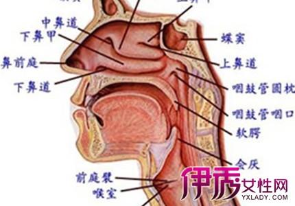 过敏性咽喉炎 过敏性咽喉炎-简介，过敏性咽喉炎-症状