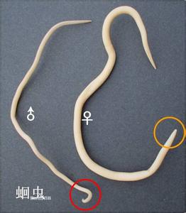 蛔虫减肥法 蛔虫减肥法-概述，蛔虫减肥法-虫卵售卖