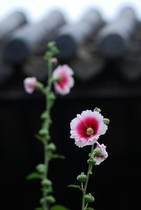 芙蓉花 植物  芙蓉花 植物 -概述，芙蓉花 植物 -药品简述