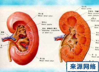 慢性肾功能不全的病因 肾功能不全 肾功能不全-概述，肾功能不全-病因