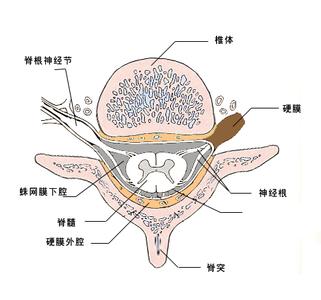 蛛网膜下腔出血 蛛网膜下腔出血-发病原因，蛛网膜下腔出血-临床