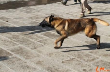 马犬 马犬-历史起源，马犬-物种习性