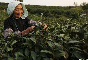 石康黑茶 石康黑茶-简介，石康黑茶-生长环境