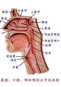 鼻粘膜 鼻粘膜-简介，鼻粘膜-位置