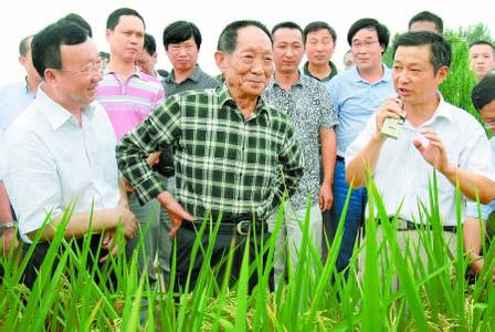 袁隆平 袁隆平-人物简介，袁隆平-科研历程