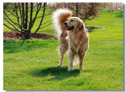 《金毛寻回猎犬》 《金毛寻回猎犬》-编辑推荐，《金毛寻回猎犬》