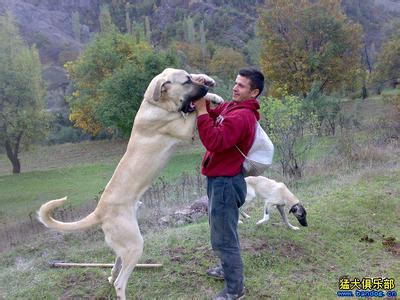 坎高犬 坎高犬 坎高犬-坎高犬简介，坎高犬-坎高犬起源