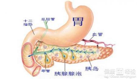 胰腺肿瘤 胰腺肿瘤-介绍，胰腺肿瘤-相关