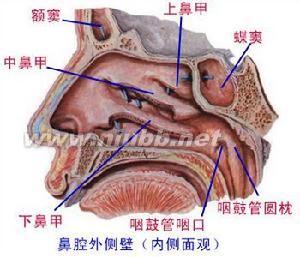 鼻出血 鼻出血-概述，鼻出血-互动百科名片