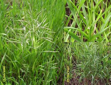 野古草 毛秆野古草 毛秆野古草-简介，毛秆野古草-形态特征