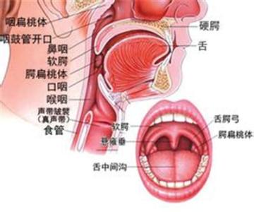 慢性扁桃体炎 慢性扁桃体炎-简介，慢性扁桃体炎-病因