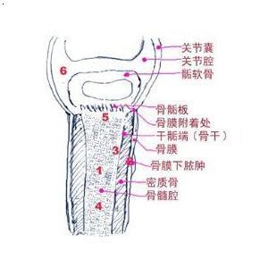 地图舌 地图舌-定义，地图舌-特点