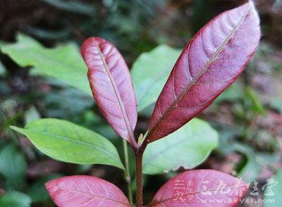 龙眼 无患子科龙眼属植物  龙眼 无患子科龙眼属植物 -形态特征，