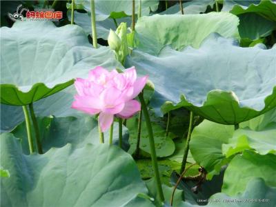 莲花海葵 莲花海葵-简述，莲花海葵-资料