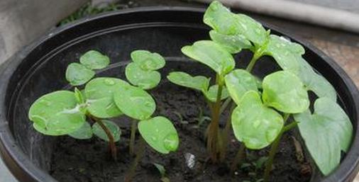 小学生观察植物周记 小学生植物观察日记