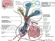 肠伤寒穿孔 肠伤寒穿孔-流行病学，肠伤寒穿孔-病因