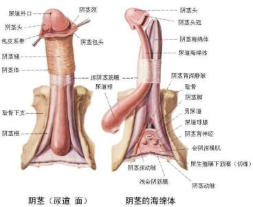 勃起障碍 勃起障碍-疾病介绍，勃起障碍-发病情况