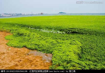 灰文鸟的繁殖简介 浒苔 浒苔-简介，浒苔-形态与繁殖