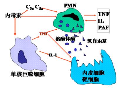 多器官功能障碍综合症 多器官功能障碍综合症 多器官功能障碍综合症-疾病概念，多器官功