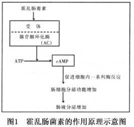 慢性前列腺炎的病因 慢性腹泻的病因