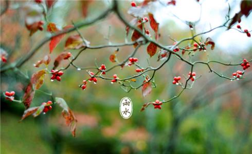 雨水节气养生 雨水节气调理养生