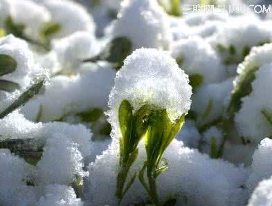 雨水节气养生 雨水节气养生 防倒春寒