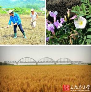 芒种养生 芒种怎么养生？芒种养生的妙招