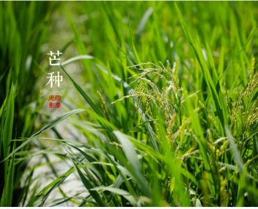 芒种节气养生 芒种节气如何养生