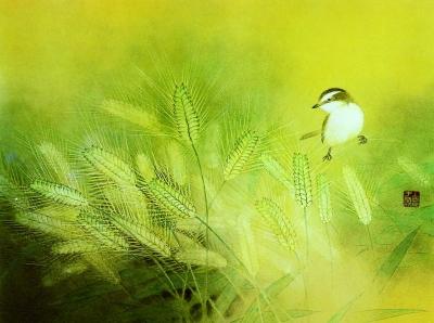 芒种 芒种补钾提防“夏打盹”