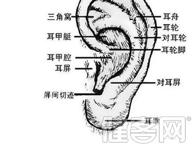 耳鸣按摩哪个部位图解 耳鸣按摩哪个部位好