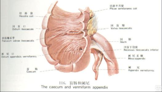 阑尾炎早期症状 阑尾炎早期症状多为胃难受