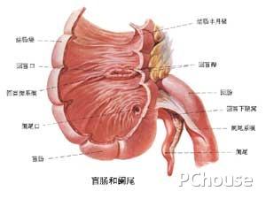 阑尾炎手术后禁忌 阑尾炎手术后要注意什么